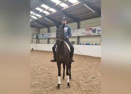 Oldenbourg, Jument, 6 Ans, 180 cm, Bai brun foncé