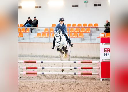 Oldenbourg, Jument, 7 Ans, 158 cm, Gris