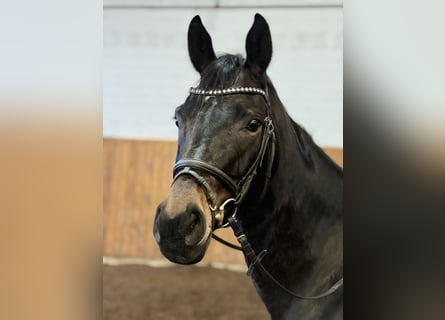 Oldenbourg, Jument, 7 Ans, 163 cm, Bai