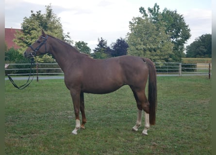 Oldenbourg, Jument, 7 Ans, 164 cm, Alezan brûlé