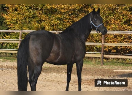 Oldenbourg, Jument, 7 Ans, 164 cm, Bai brun foncé