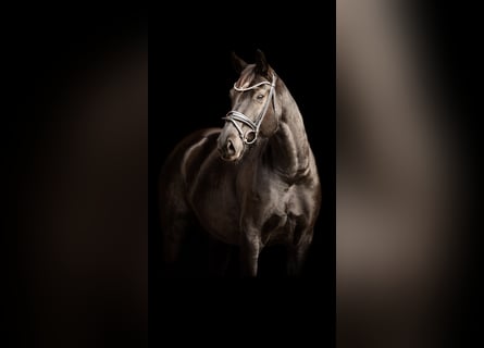 Oldenbourg, Jument, 7 Ans, 164 cm, Noir