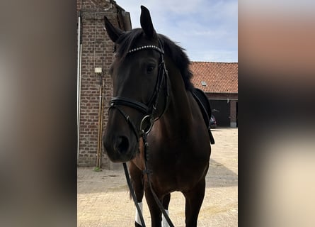 Oldenbourg, Jument, 7 Ans, 165 cm, Bai brun foncé