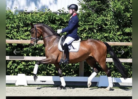 Oldenbourg, Jument, 7 Ans, 165 cm, Bai