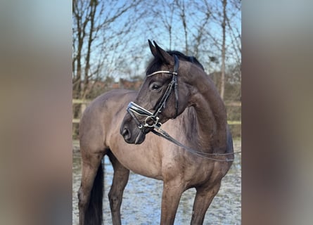 Oldenbourg, Jument, 7 Ans, 165 cm, Noir