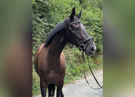 Oldenbourg, Jument, 7 Ans, 167 cm, Bai brun foncé