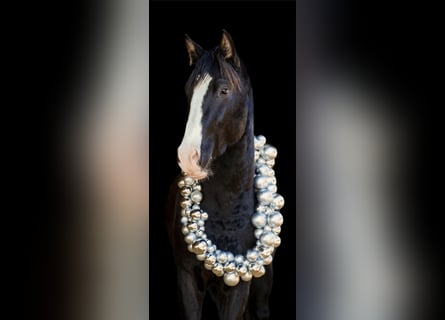 Oldenbourg, Jument, 7 Ans, 168 cm, Alezan brûlé