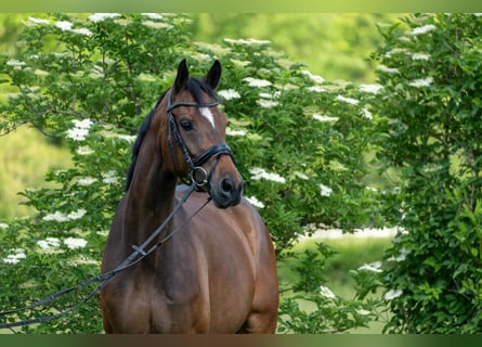 Oldenbourg, Jument, 7 Ans, 168 cm, Bai