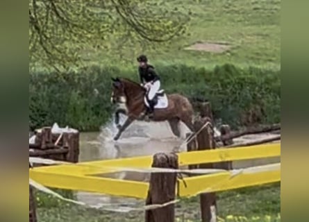 Oldenbourg, Jument, 7 Ans, 168 cm, Bai