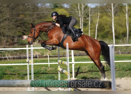 Oldenbourg, Jument, 7 Ans, 169 cm, Bai