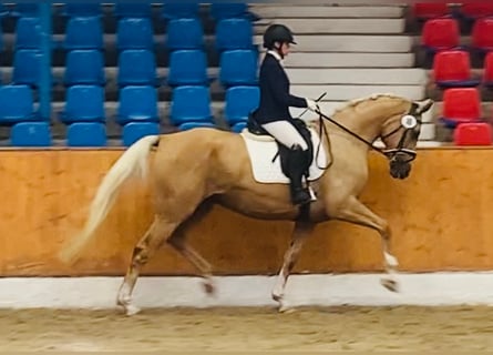 Oldenbourg, Jument, 7 Ans, 169 cm, Palomino