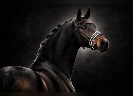 Oldenbourg, Jument, 7 Ans, 170 cm, Bai brun foncé