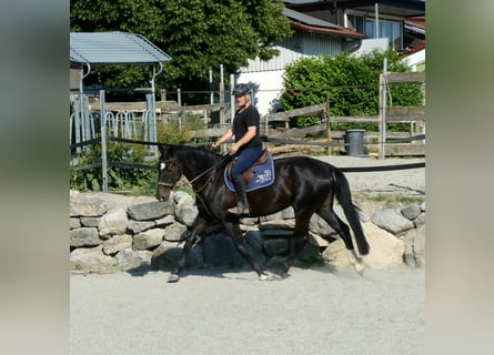 Oldenbourg, Jument, 7 Ans, 170 cm, Noir
