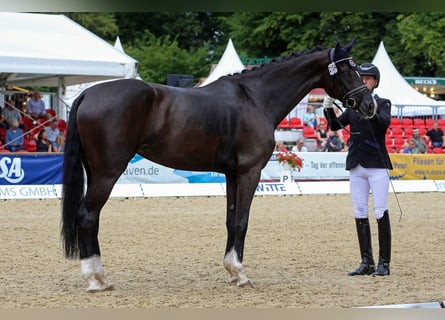 Oldenbourg, Jument, 7 Ans, 170 cm, Noir