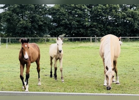 Oldenbourg, Jument, 7 Ans, 170 cm, Palomino