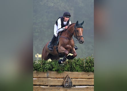 Oldenbourg, Jument, 7 Ans, 172 cm, Alezan