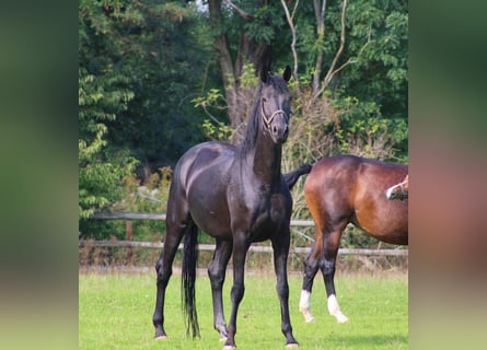 Oldenbourg, Jument, 7 Ans, 174 cm, Noir