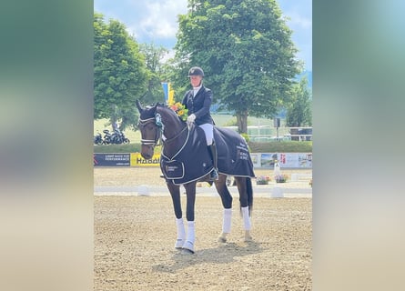 Oldenbourg, Jument, 7 Ans, 176 cm, Bai brun