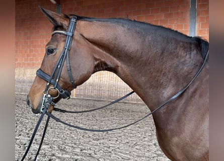 Oldenbourg, Jument, 7 Ans, 178 cm, Bai