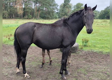 Oldenbourg, Jument, 7 Ans, Bai brun foncé