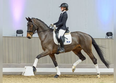 Oldenbourg, Jument, 7 Ans, Bai