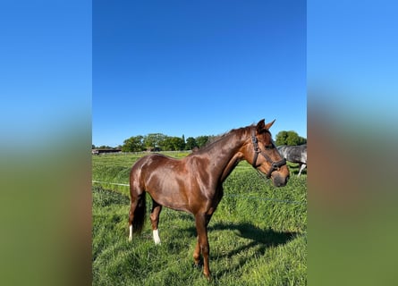 Oldenbourg, Jument, 8 Ans, 163 cm, Alezan brûlé