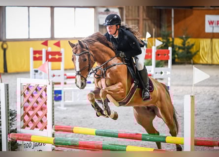 Oldenbourg, Jument, 8 Ans, 163 cm, Alezan