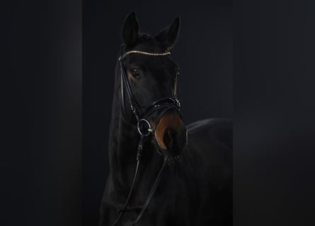 Oldenbourg, Jument, 8 Ans, 164 cm, Bai brun