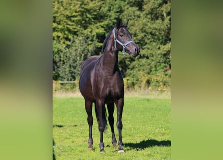 Oldenbourg, Jument, 8 Ans, 164 cm, Bai brun foncé