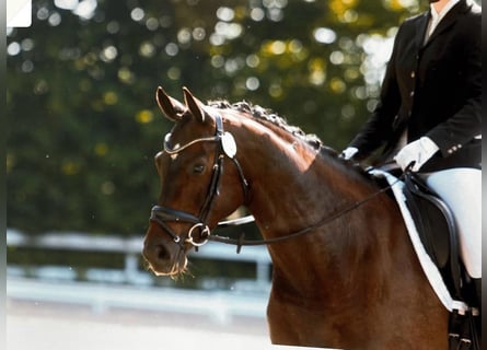 Oldenbourg, Jument, 8 Ans, 165 cm, Bai brun