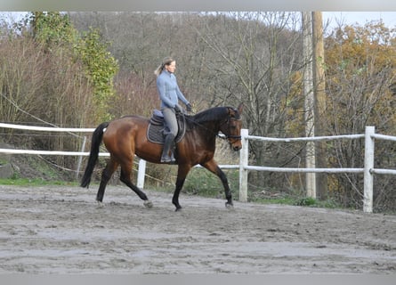 Oldenbourg, Jument, 8 Ans, 165 cm, Bai