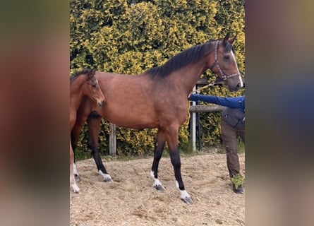 Oldenbourg, Jument, 8 Ans, 166 cm, Bai