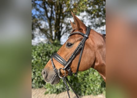 Oldenbourg, Jument, 8 Ans, 167 cm, Alezan brûlé