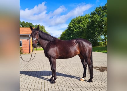 Oldenbourg, Jument, 8 Ans, 167 cm, Bai brun foncé