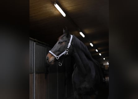 Oldenbourg, Jument, 8 Ans, 168 cm, Bai brun