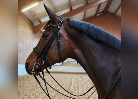 Oldenbourg, Jument, 8 Ans, 168 cm, Bai