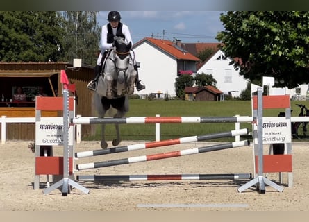 Oldenbourg, Jument, 8 Ans, 168 cm, Gris