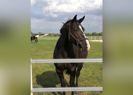 Oldenbourg, Jument, 8 Ans, 169 cm, Noir