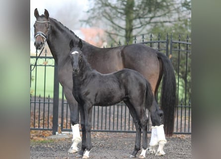 Oldenbourg, Jument, 8 Ans, 171 cm, Bai brun