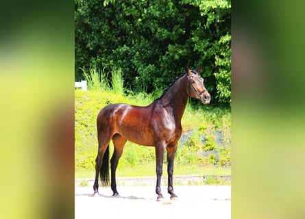 Oldenbourg, Jument, 8 Ans, 174 cm, Bai brun