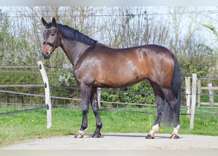 Oldenbourg, Jument, 8 Ans, 174 cm, Bai brun foncé