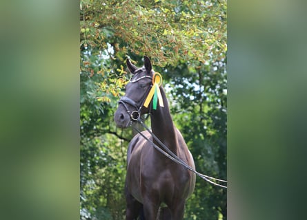 Oldenbourg, Jument, 8 Ans, 178 cm, Noir