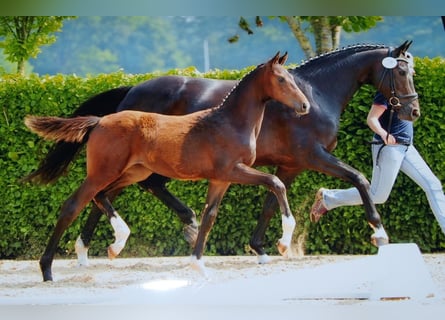 Oldenbourg, Jument, 8 Ans, Bai