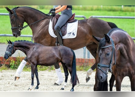 Oldenbourg, Jument, 8 Ans