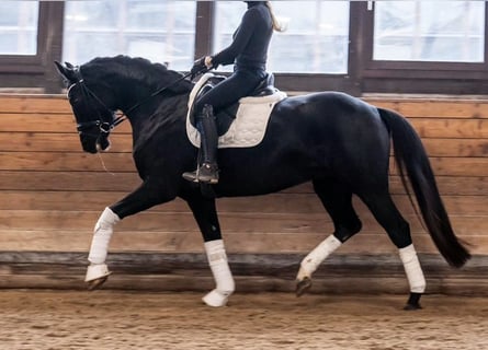 Oldenbourg, Jument, 8 Ans