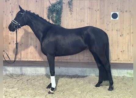 Oldenbourg, Jument, 9 Ans, 160 cm, Noir