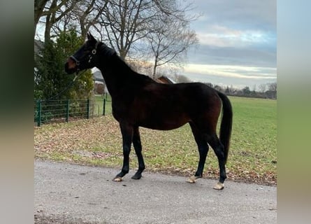 Oldenbourg, Jument, 9 Ans, 161 cm