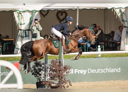 Oldenbourg, Jument, 9 Ans, 162 cm, Bai