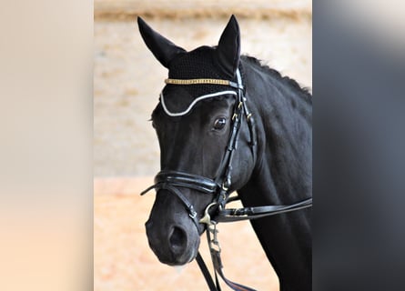 Oldenbourg, Jument, 9 Ans, 162 cm, Noir