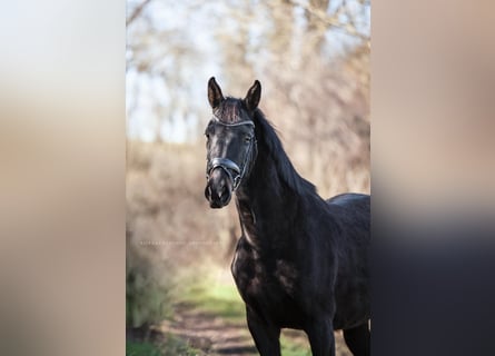 Oldenbourg, Jument, 9 Ans, 162 cm, Noir